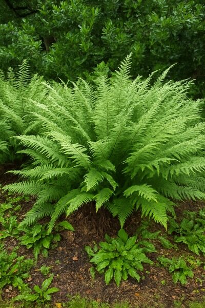 Schmaler Goldschuppenfarn 'Pinderi' / Schmaler Goldschuppenfarn 'Pinderi'