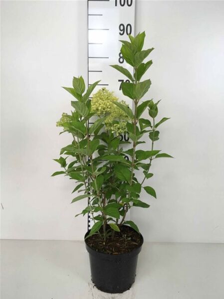 Limonenfarbene Rispen-Hortensie 'Limelight ®'  / Limonenfarbene Rispen-Hortensie 'Limelight ®' 