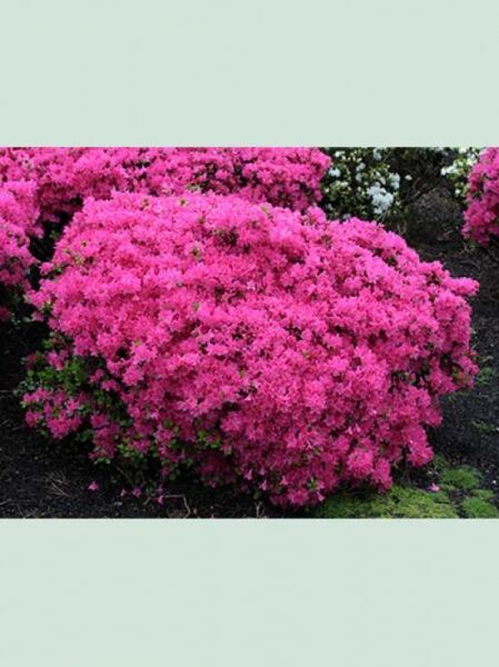Rhododendron obtusum 'Kermesina' / Japanische Azalee 'Kermesina' 120-140 cm Breite, Solitär, dichter Strauch mit pinken Blüten