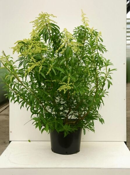 Pieris japonica 'Forest Flame' / Japanische Lavendelheide 'Forest Flame' 100-125 cm C20, buschiger Strauch im Container mit grünem Laub
