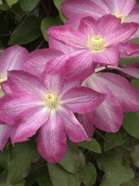 Waldrebe 'Asao' / Clematis 'Asao'