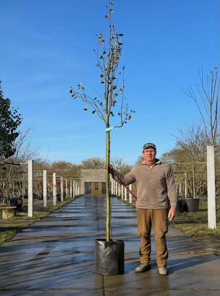 Birne 'Clapps Liebling' (Pyrus communis 'Clapps Favourite') Hochstamm 14–16 StU im Container, mit Stützpfahl und Laub