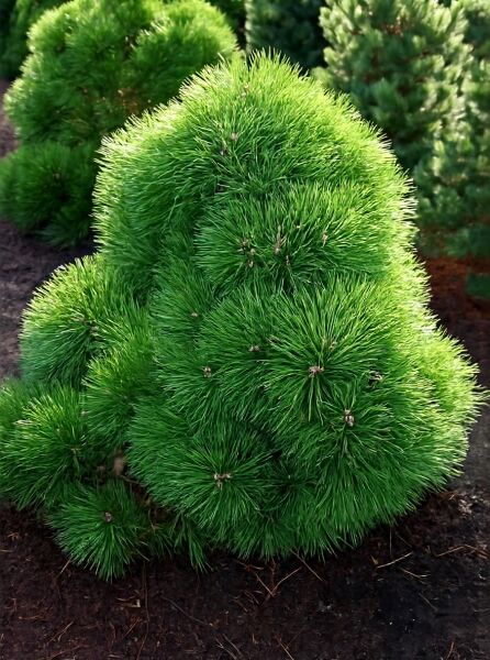 Pinus nigra 'Nana' / Zwerg-Schwarzkiefer 100-125 cm m. B., kompakt rundlich wachsend mit dichtem, grünem Nadelkleid