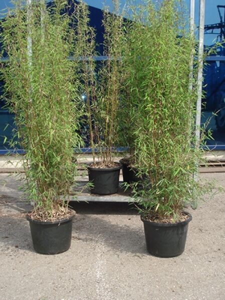 Jade Bambus 150-175 (C20) Fargesia nitida 'Jiuzhaigou1'
