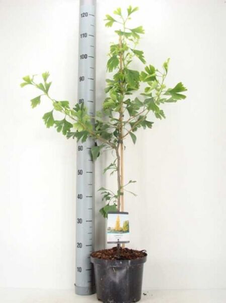 Ginkgo biloba (Ginkgobaum/Fächerblattbaum) 80-100 cm C5 im schwarzen Topf, junger Baum mit fächerförmigen Blättern.