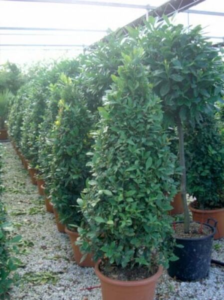 Echter Küchenlorbeer 'Pyramide' / Laurus nobilis 'Pyramide'