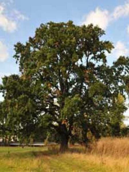 Stiel-Eiche / Sommer-Eiche / Quercus robur