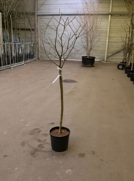 Kakipflaume (Diospyros kaki) Halbstamm 10-12 StU im C30-Topf, unbelaubter Baum mit verzweigter Krone.