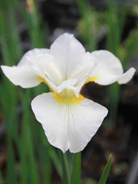 Iris sibirica 'White Swirl' / Wiesen-Iris
