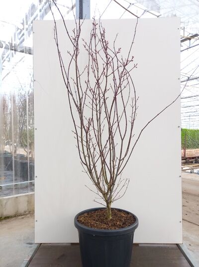 Acer palmatum 'Trompenburg' / Fächer-Ahorn 'Trompenburg', 150-175 cm, C50, laubabwerfender Strauch im schwarzen Pflanzcontainer.