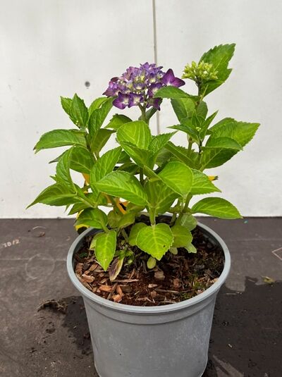 Bauern-Hortensie 'Renate Steinigerl' - Hydrangea macrophylla 'Renate Steinigerl'
