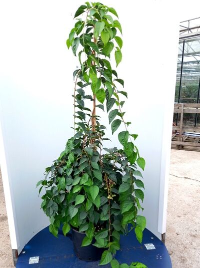 Styrax japonicus ‘Rubra Pendula‘ / Japanischer Storaxbaum, 150–175 cm, C20, hängender Wuchs mit grünem Laub im Container