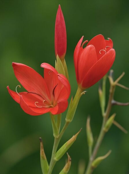 Schizostylis coccinea 'Major' / Roter Sumpf-Spaltgriffel 'Major' mit roten Blüten und Knospe am Stiel