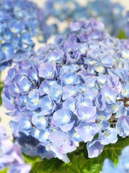 Hydrangea macrophylla 'Superbowl' (blau) / Bauern-Hortensie 'Superbowl' (blau)