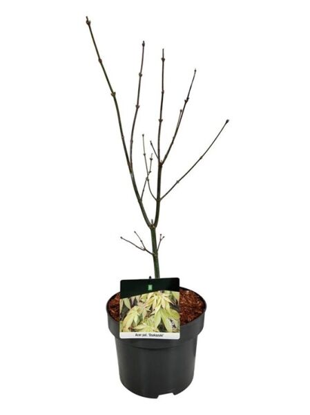 Japanischer Ahorn / Fächer-Ahorn 'Osakazuki' / Acer palmatum 'Osakazuki'