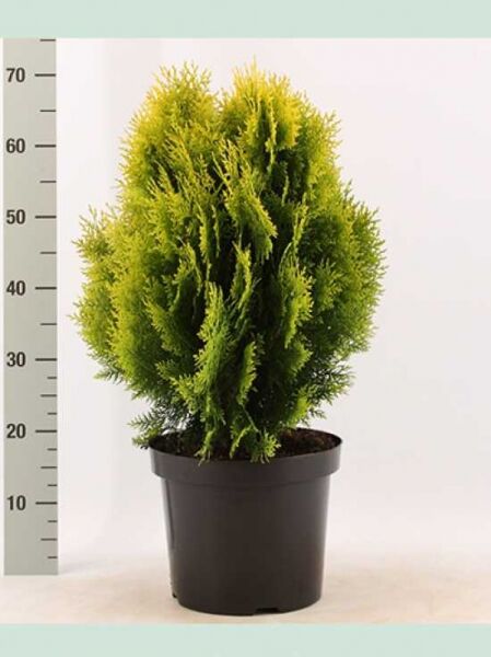 Thuja orientalis 'Aurea Nana' / Morgenländischer Lebensbaum 'Aurea Nana', gelbgrüner Nadelstrauch im Topf, 40–50 cm, C20