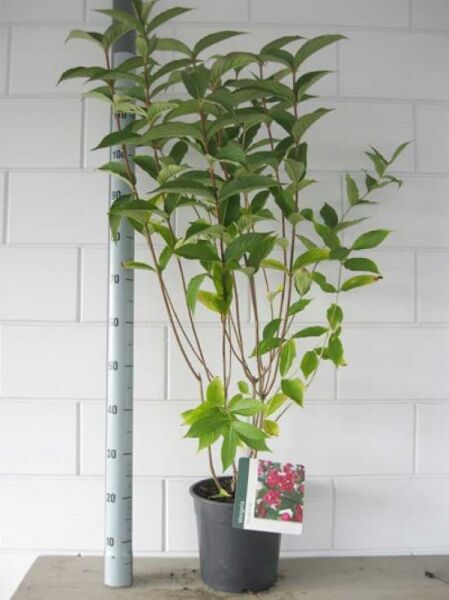 Weigelie/Weigela 'Bristol Ruby' 60-80 cm C5, Strauch im Topf mit grünen Blättern und mehreren aufrechten Trieben