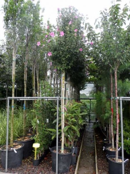 Garten-Eibisch 'Pink Giant' / Strauch-Eibisch 'Pink Giant' / Garten-Eibisch 'Pink Giant' / Strauch-Eibisch 'Pink Giant'