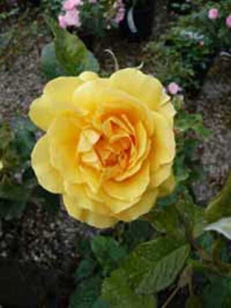 Rosa 'Amber Queen ®' / Beetrose 'Amber Queen'