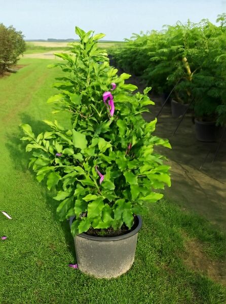 Magnolia liliiflora 'Susan' / Rote Tulpenmagnolie 'Susan', 100-125 cm, C20, im Topf mit grünem Laub und rosa Blütenknospen