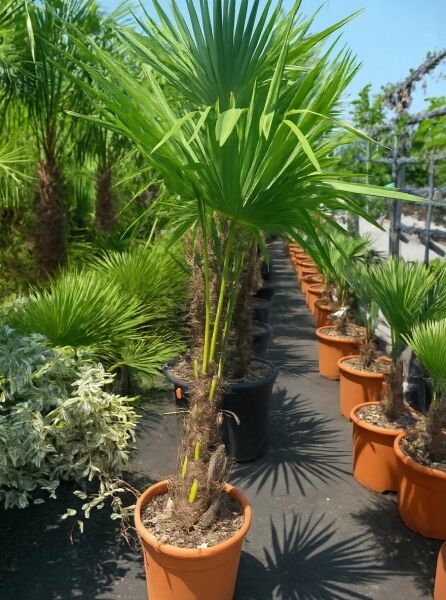 Trachycarpus fortunei / Chinesische Hanfpalme, 40 cm Stamm, im Topf, Fächerpalme mit grünem Blattkranz, C35