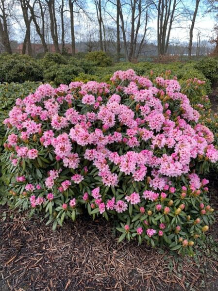 Rhododendron 'Frühlingsbeginn' / Rhododendron sutchuenense 'Frühlingsbeginn'