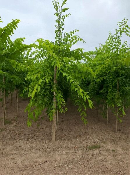 Nordamerikanischer Zürgelbaum (Celtis occidentalis) Hochstamm 10-12 StU im Container, junger Baum mit grünem Laub und geradem Stamm.
