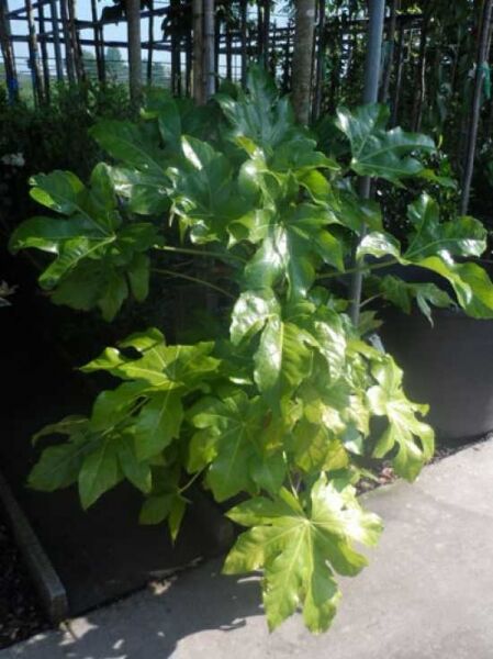 Zimmeraralie (Fatsia japonica) 60–80 cm im C12-Topf, aufrecht wachsend mit großen, glänzenden, gelappten grünen Blättern.