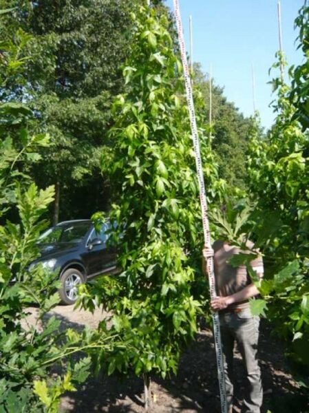 Liquidambar styraciflua 'Slender Silhouette' / Säulen-Amberbaum 'Slender Silhouette' 400-500 cm m. Db., säulenförmiger Baum im Feldbestand.