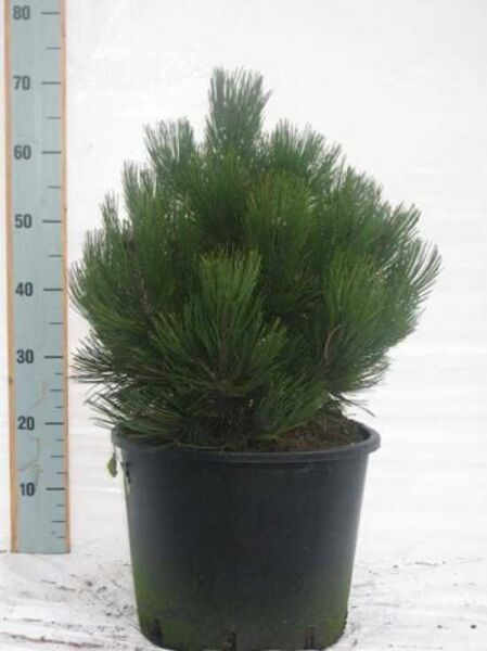 Kompakte Schlangenhautkiefer / Zwerg-Schlangenhautkiefer / Kompakte Schlangenhautkiefer / Zwerg-Schlangenhautkiefer