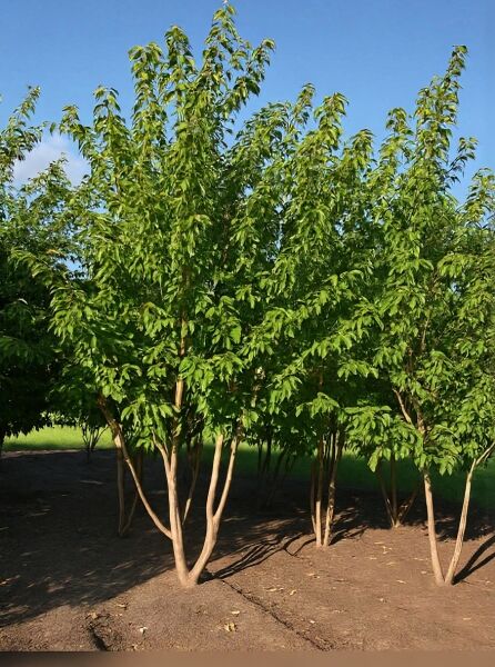 Prunus serrulata 'Kanzan', Japanische Nelken-Kirsche, mehrstämmig, 350-400 cm, Baum mit grünem Laub im Feldbestand.