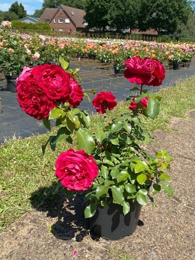 Rosa 'Rouge Meilove'® / Beetrose 'Rouge Meilove'® C5 im Topf mit gefüllten, dunkelroten Blüten und grünem Laub
