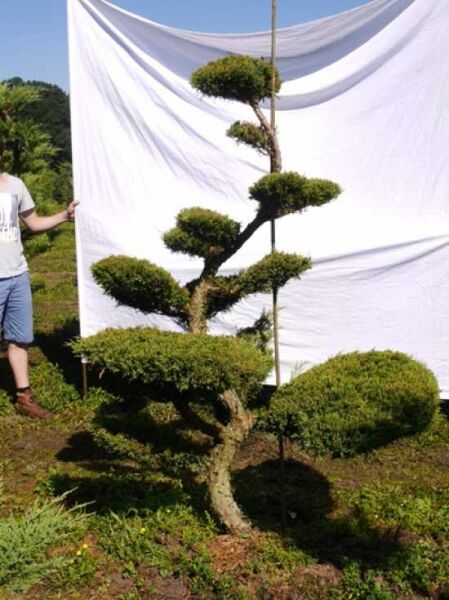 Garten-Bonsai: Juniperus media 'Hetzii' (Garten-Wacholder), ca. 200 cm hoch, 150 cm breit, mehrstämmig mit Formschnitt-Polstern.