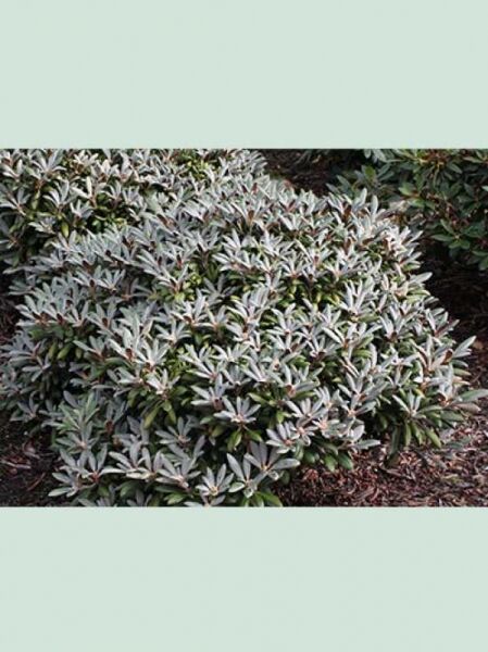 Rhododendron yakushimanum 'Silberzwerg' / Rhododendron 'Silberzwerg', kompakter Solitärstrauch mit silbrigem Laub, 90–100 cm Breite, m. B.