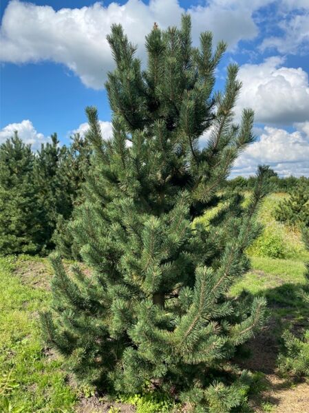 Pinus mugo var. rostrata / Aufrechte Berg-Kiefer, Solitär 250–300 cm, mehrstämmig, dicht verzweigt mit grünen Nadeln.