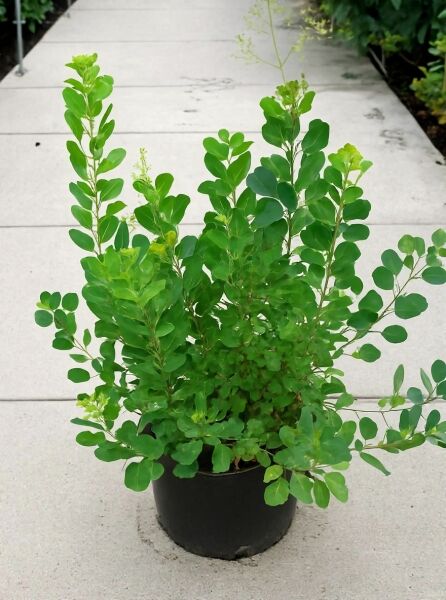 Perückenstrauch Cotinus coggygria 'Young Lady®' 80-100 cm C15, buschige Jungpflanze im schwarzen Pflanztopf mit grünen Blättern.