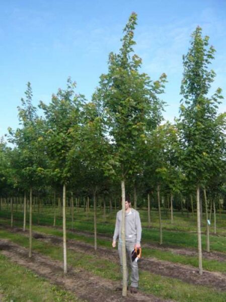 Rot-Ahorn (Acer freemanii) 'Autumn Blaze' Hochstamm 20-25 StU mit durchgehendem Stamm und grüner Krone in Baumschule