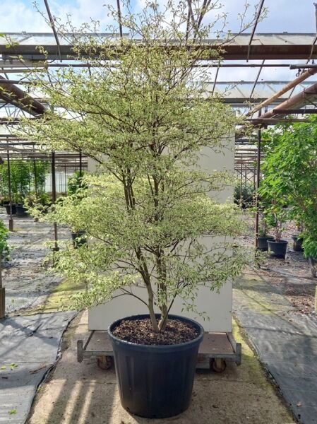 Wechselblättriger Hartriegel (Cornus alternifolia) 'Argentea' 250–300 cm C80 im Container, mehrstämmiger Strauch mit grün-weiß panaschiertem Laub.