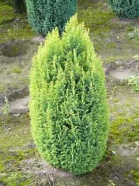 Goldgelbe Kegelzypresse / Goldgelbe Mooszypresse / Chamaecyparis lawsoniana 'Ellwoodii Gold'