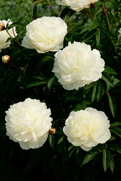 Bauern-Pfingstrose 'Alba Plena' / Bauern-Pfingstrose 'Alba Plena'