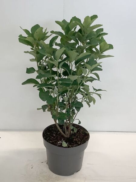 Säulen-Felsenbirne 'Obelisk' (Amelanchier alnifolia 'Obelisk'), Säulen-Saskatoonbeere 60–100 cm C3 im Topf mit grünem Laub.