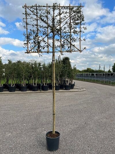 Quercus ilex / Stein-Eiche Hochstamm-Spalier 120x120 cm, Stamm 200 cm, Containerpflanze mit Spalierrahmen