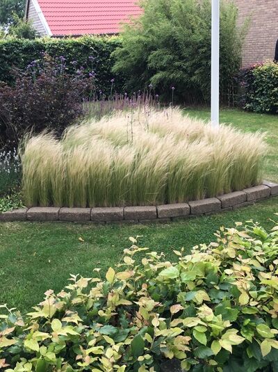 Stipa tenuifolia / Federgras / Mädchenhaar