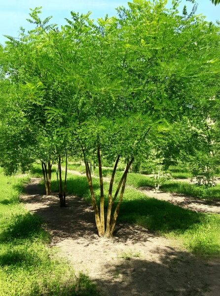 Japanischer Schnurbaum (Sophora japonica / Styphnolobium japonicum) mehrstämmig 350–400 cm, Baum mit breiter Krone und grünem Laub