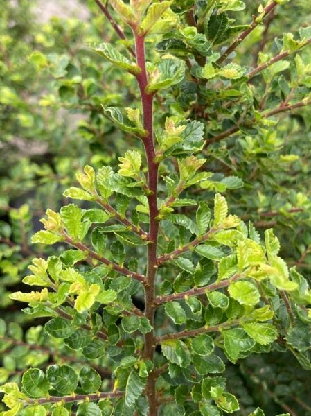 Fächer-Ulme ’Sagei‘ / Ulmus parvifolia ’Sagei‘