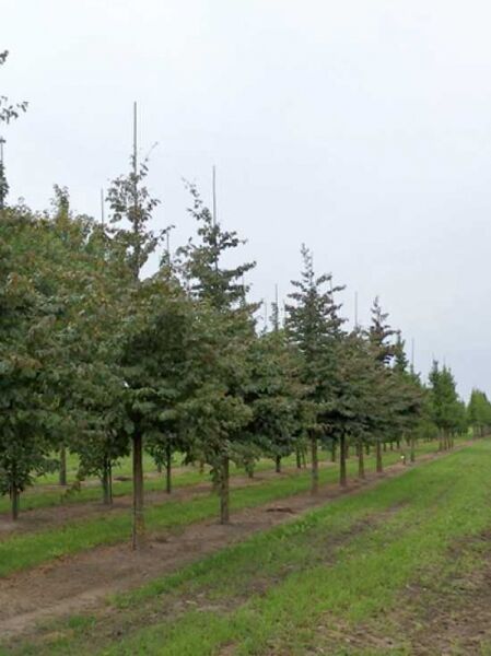 Parrotia persica 'Vanessa' / Eisenholzbaum 'Vanessa'