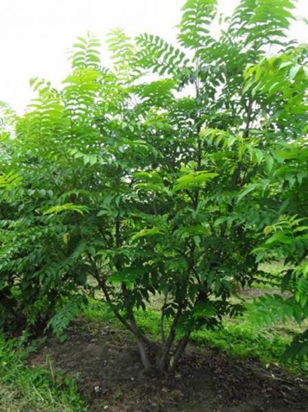 Flügelnuss 'mehrstämmig' / Pterocarya fraxinifolia