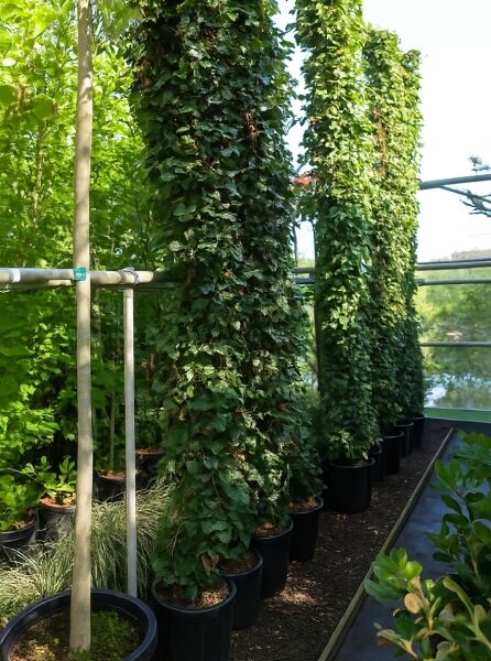 Irischer Efeu (Hedera hibernica / Hedera helix 'Hibernica'), 250-300 cm, C10, als hohe, dicht belaubte Kletterpflanze im Topf.