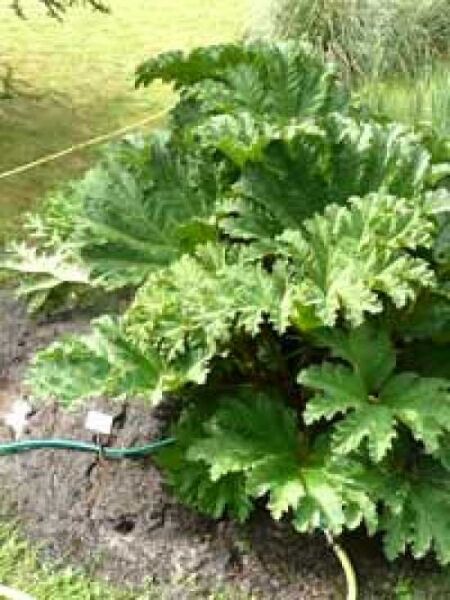 Mammutblatt / Riesen-Rhabarber / Gunnera manicata
