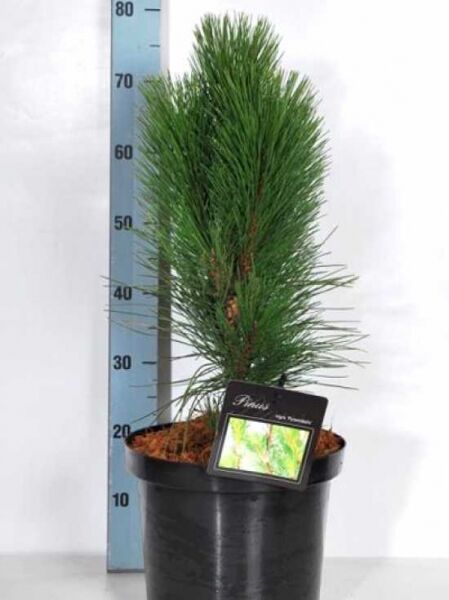 Pinus nigra 'Pyramidalis' / Säulenschwarzföhre